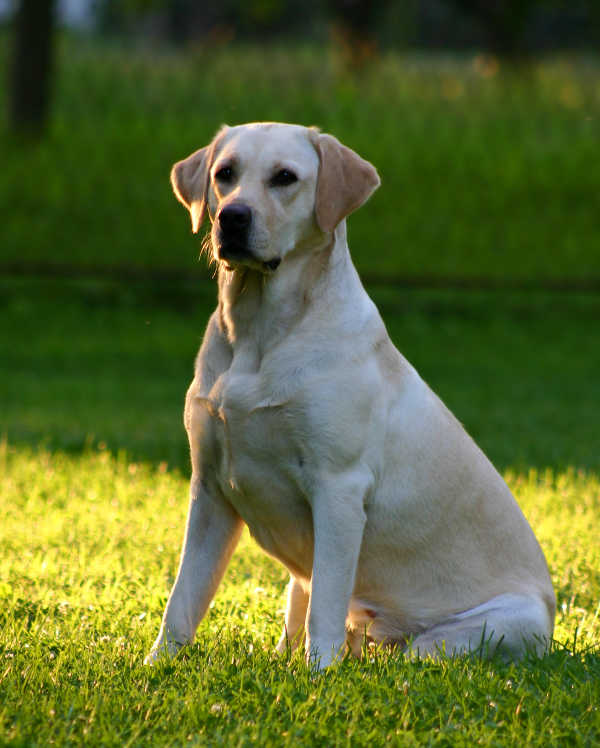 7 month old yellow lab