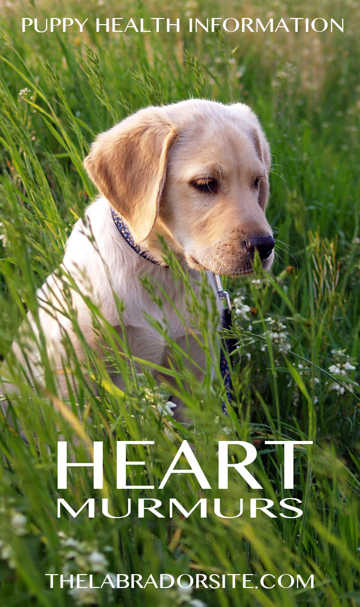 Find out about heart murmur in dogs, information and reassurance 