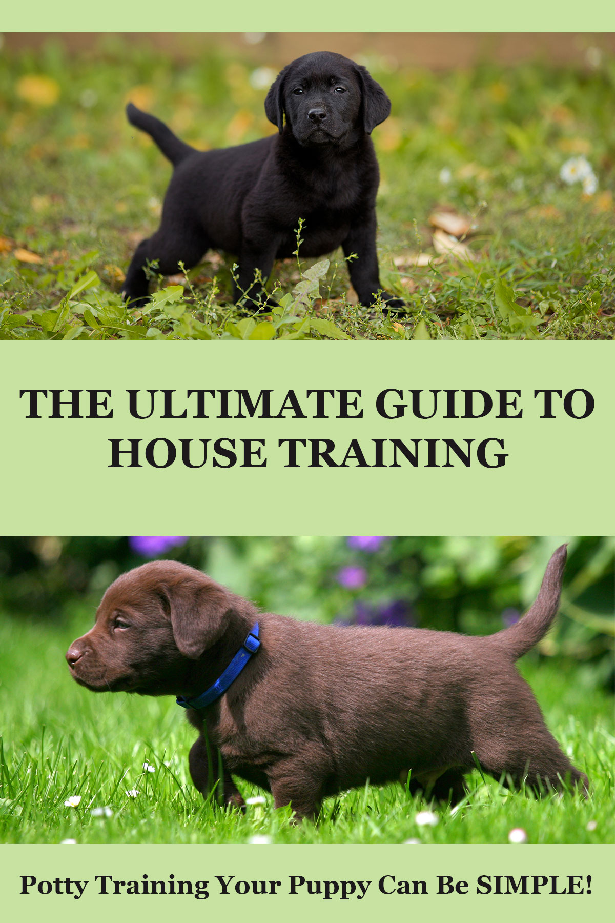 Dog Potty Training Schedule Chart