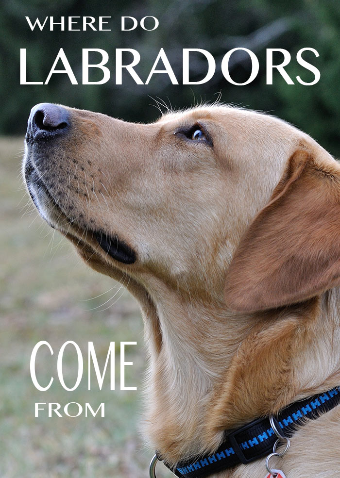 Where Do Labradors Come From History and Origins