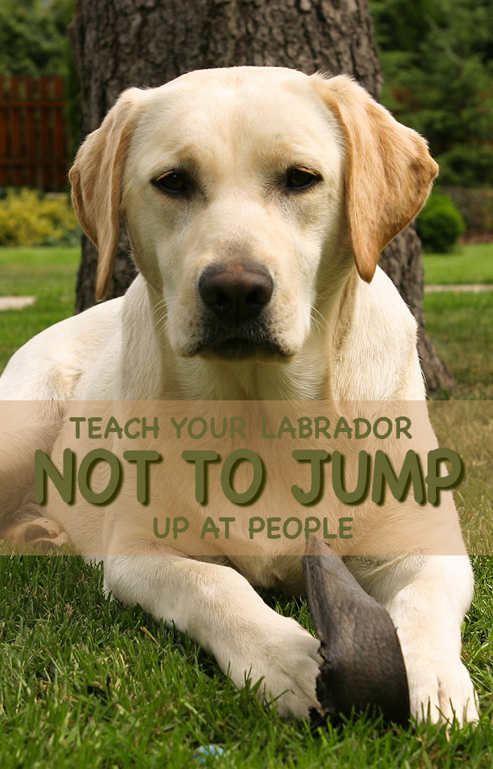 No more jumping up! How to teach your Lab not to jump at people but to greet them politely