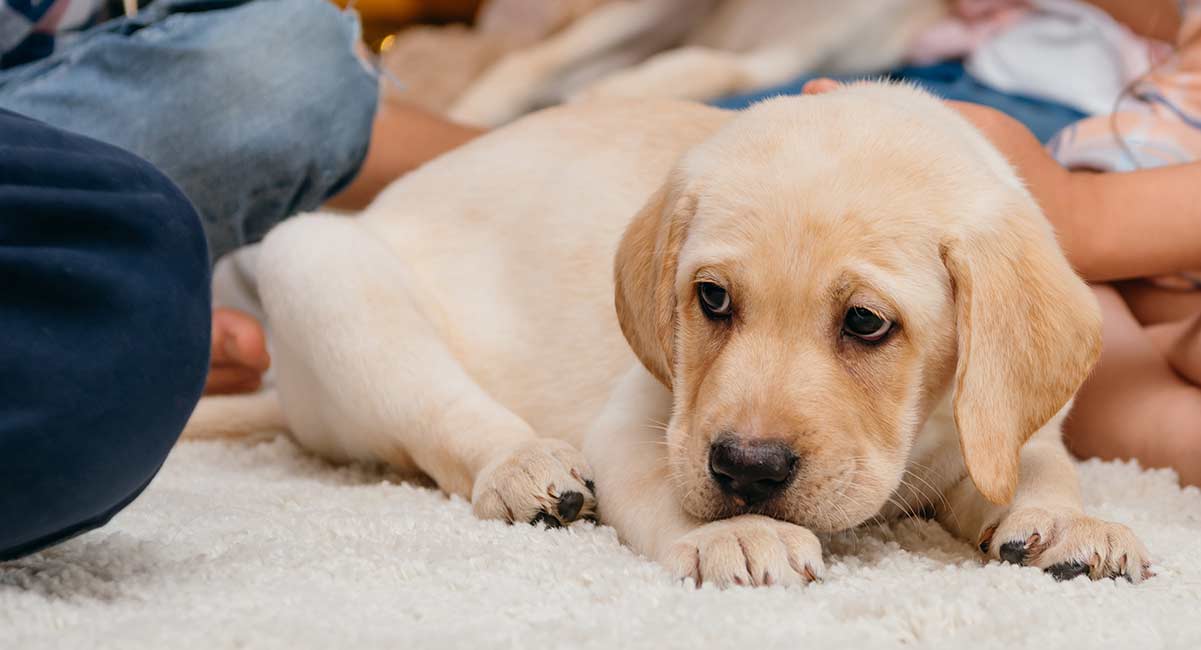 potty training a puppy at night