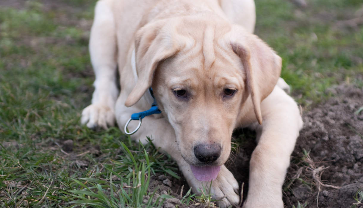 Lab puppy digging in a lawn