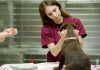 labrador puppy getting first vaccination