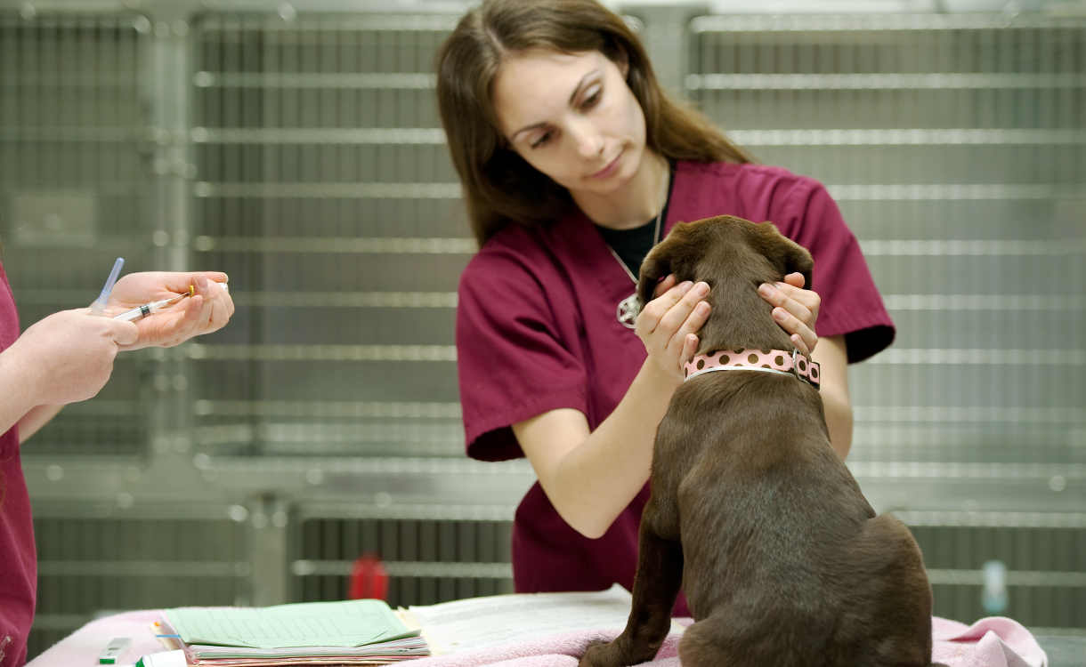 labrador puppy getting first vaccination