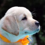 yellow labrador puppy