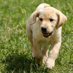 yellow lab puppy running towards camera