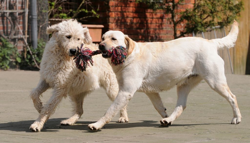Best Dog Toys For Large Breeds Our Top Picks Reviewed