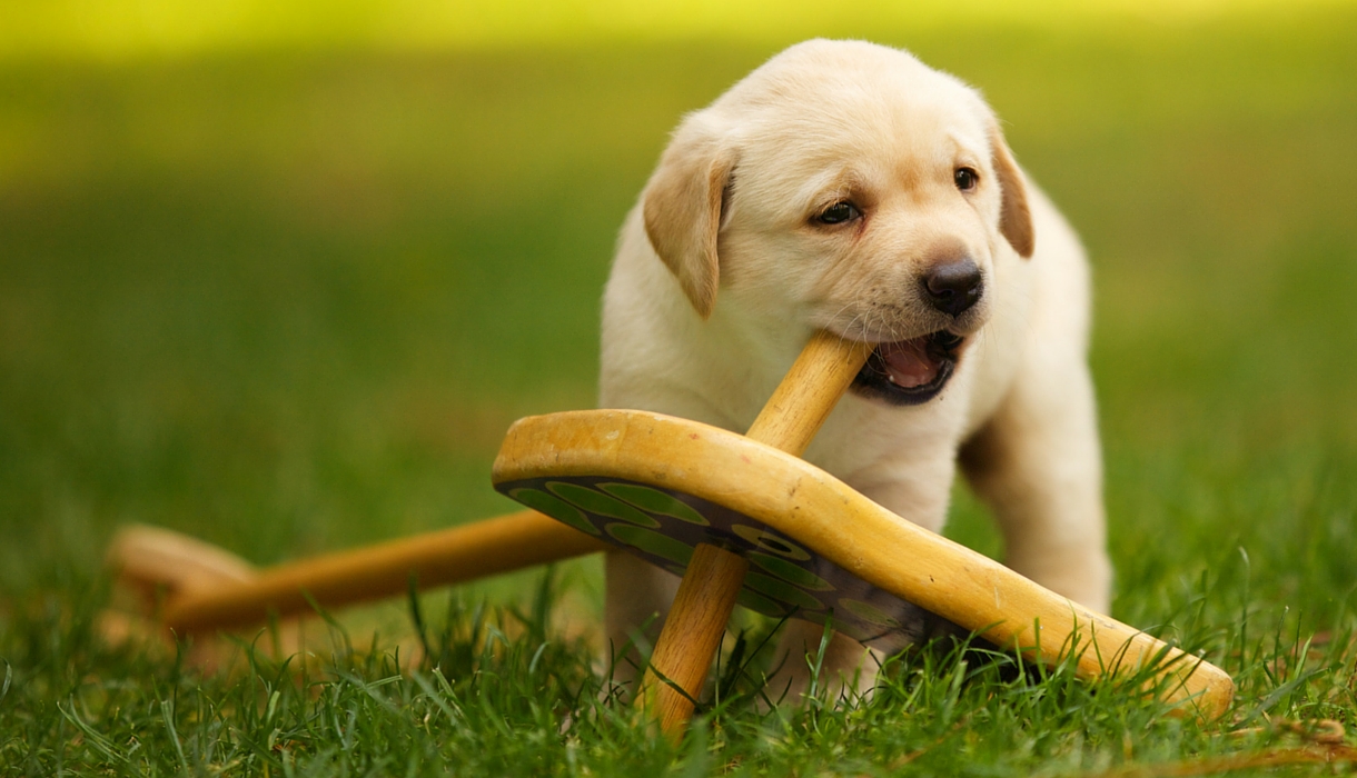 Destructive Labradors - How To Help Them To Stop Chewing Your Stuff
