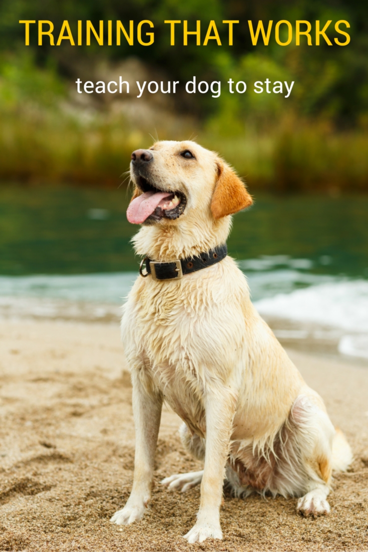 How to get a dog hot sale to stay
