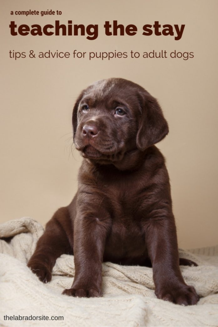 How To Teach A Dog To Stay