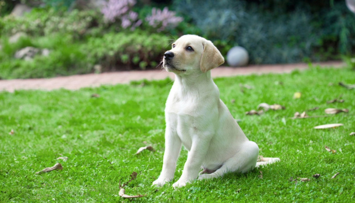 7 month old yellow lab