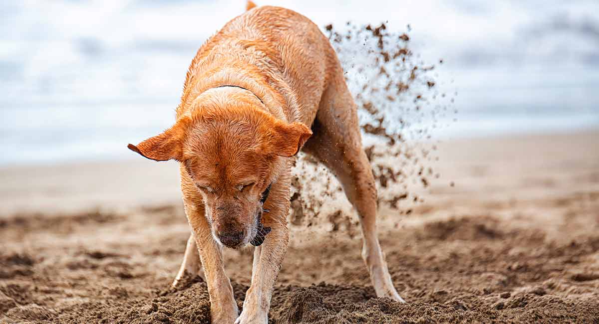 how can you get a dog to stop digging holes