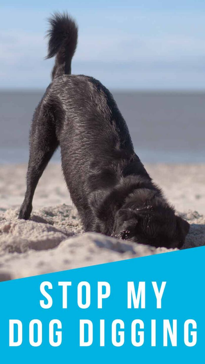 How To Stop A Dog From Digging Why Do Dogs Dig Holes?