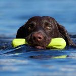 Best toys for labs and other large breed dogs