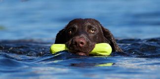 Best toys for labs and other large breed dogs