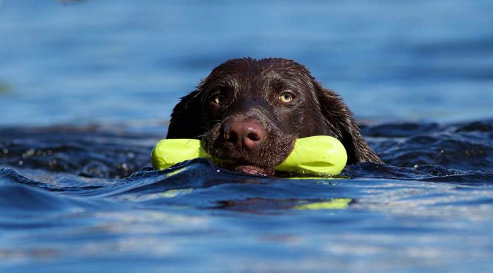 dog toys for big dogs