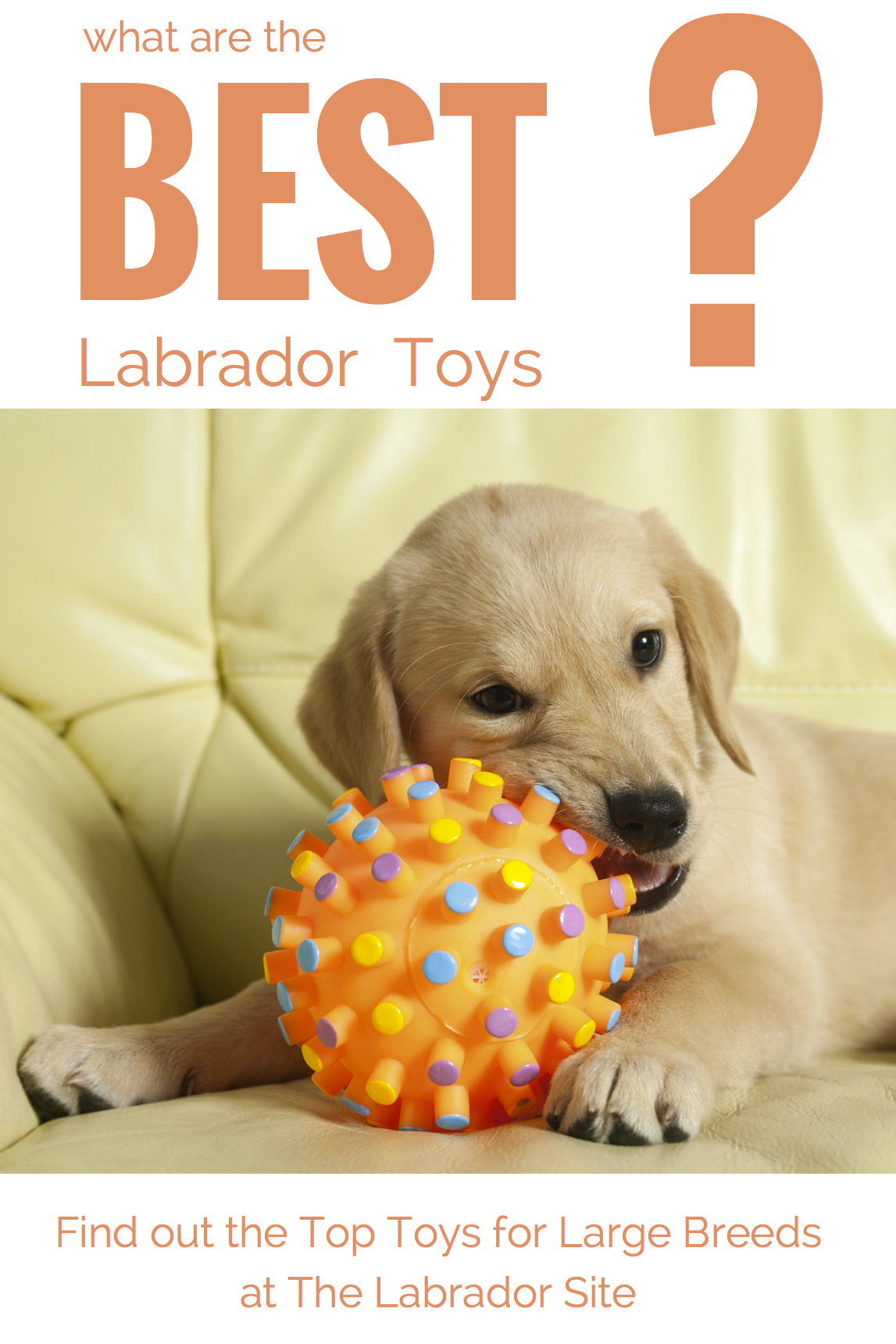 toys for lab puppies