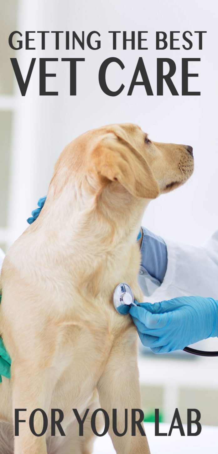 Vet Care for Labradors The Labrador Site