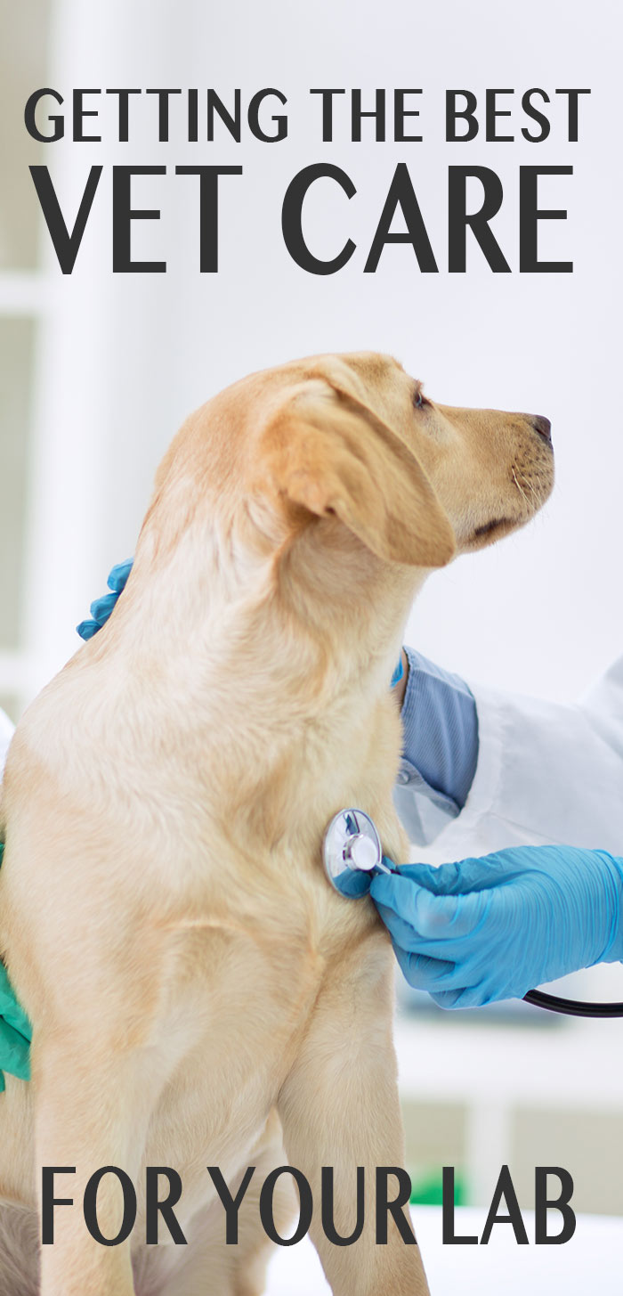 getting the best from your vet and the best health care for your dog