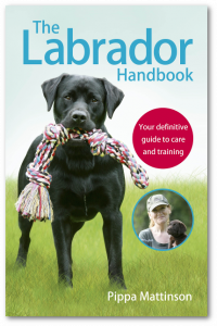 labrador-jacket-400-shadow