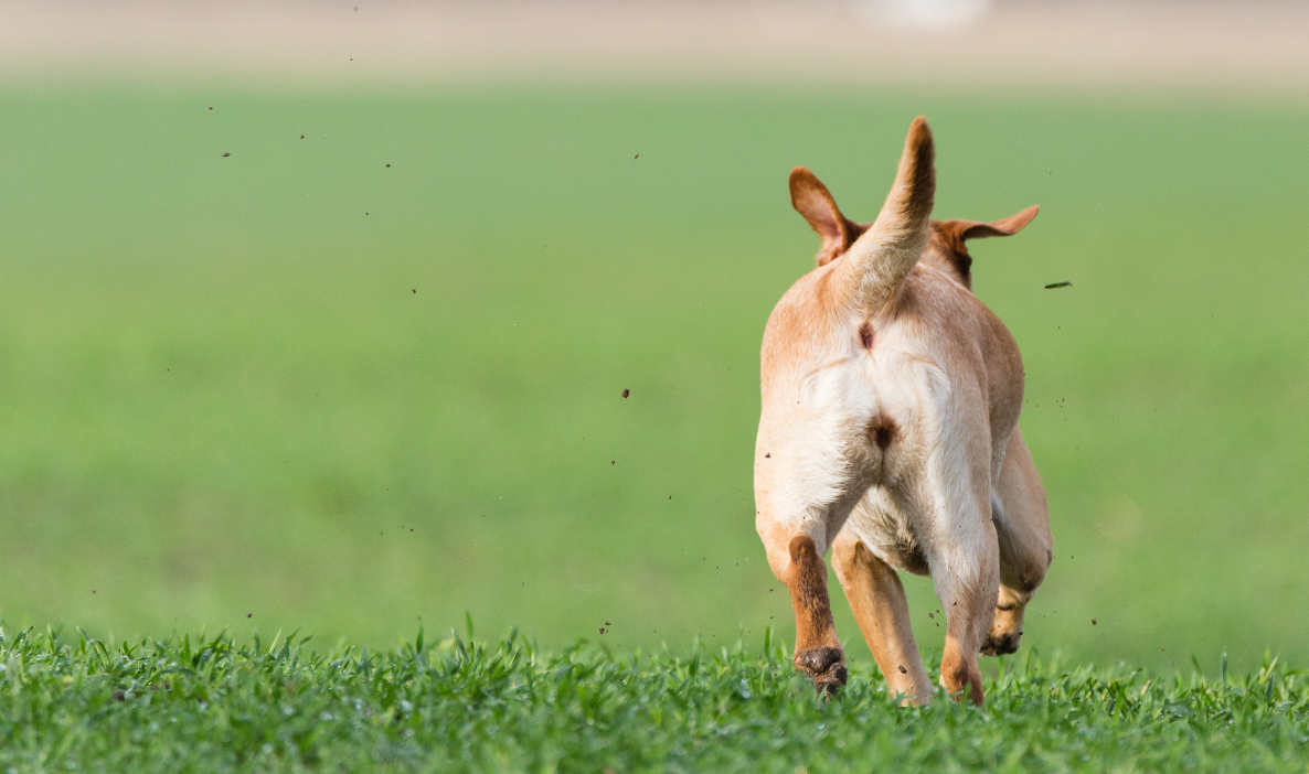 what should you do if your dog runs away