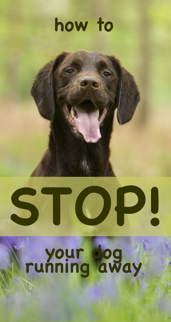 stop-dog-running-away