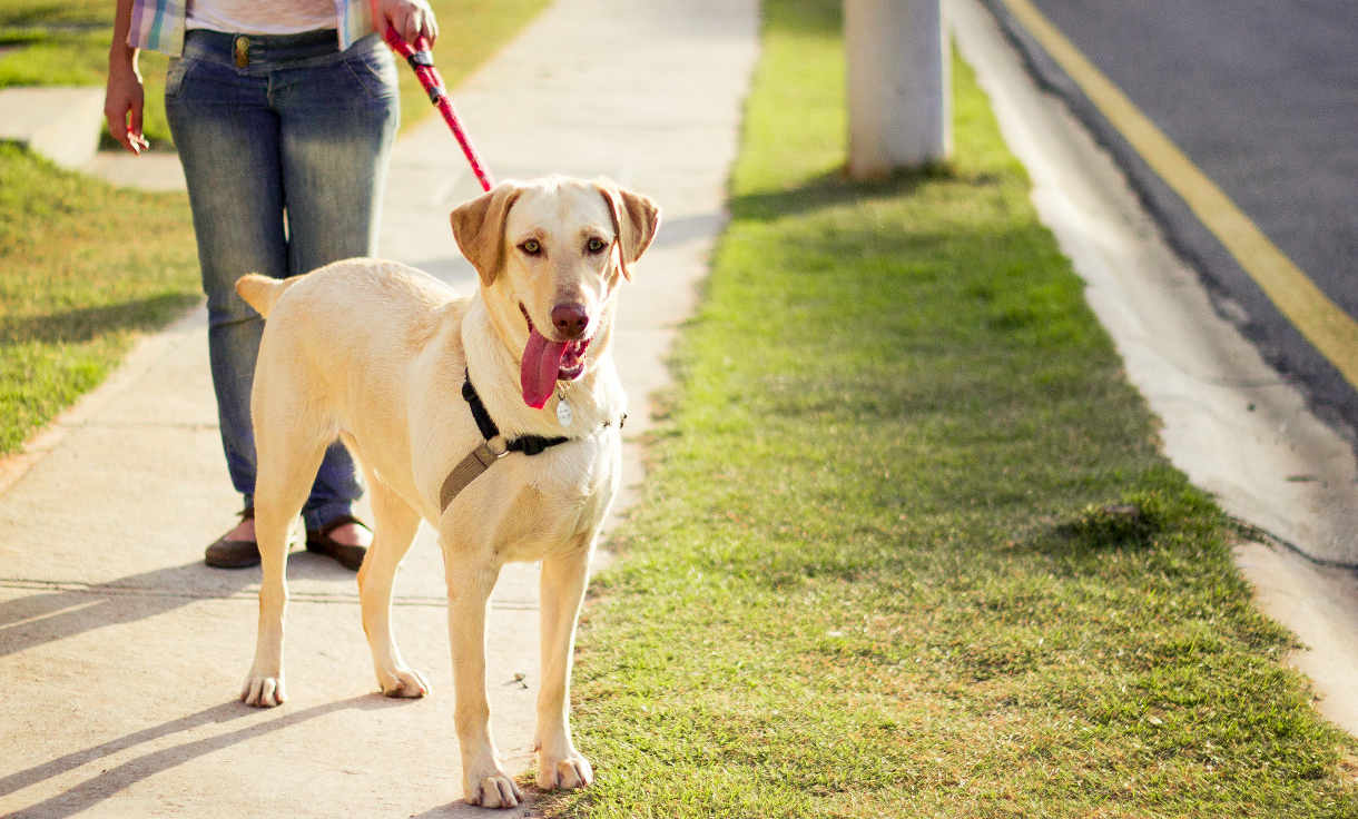 pulling puppy on leash