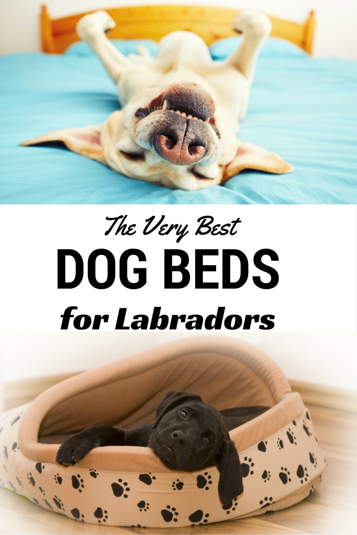A review of the very best dog beds for Labradors and other large breed dogs.