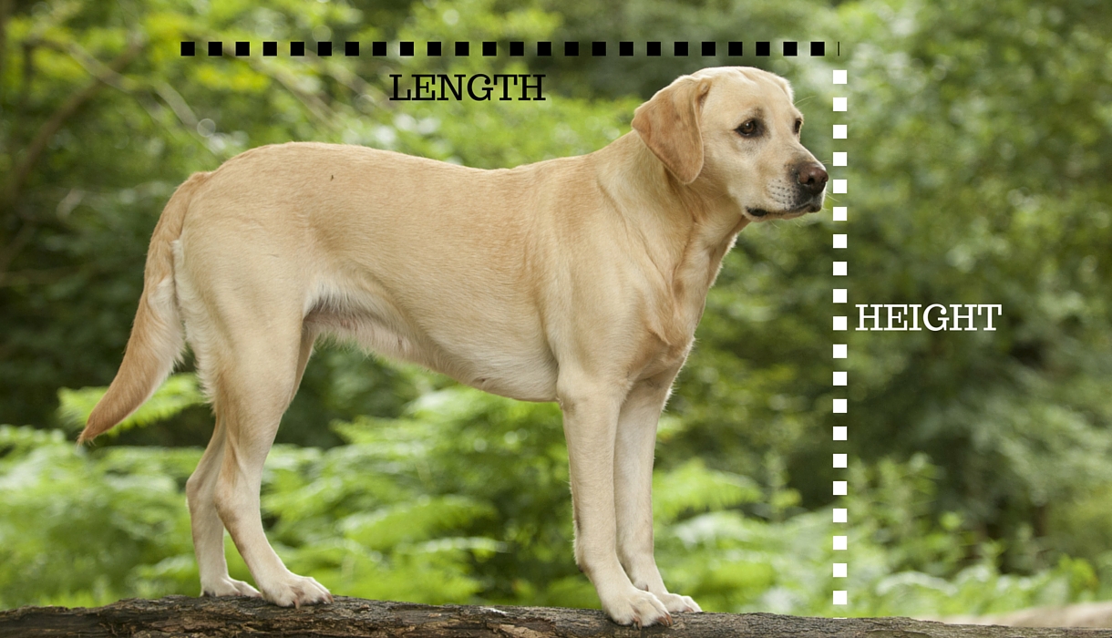 large breed labrador