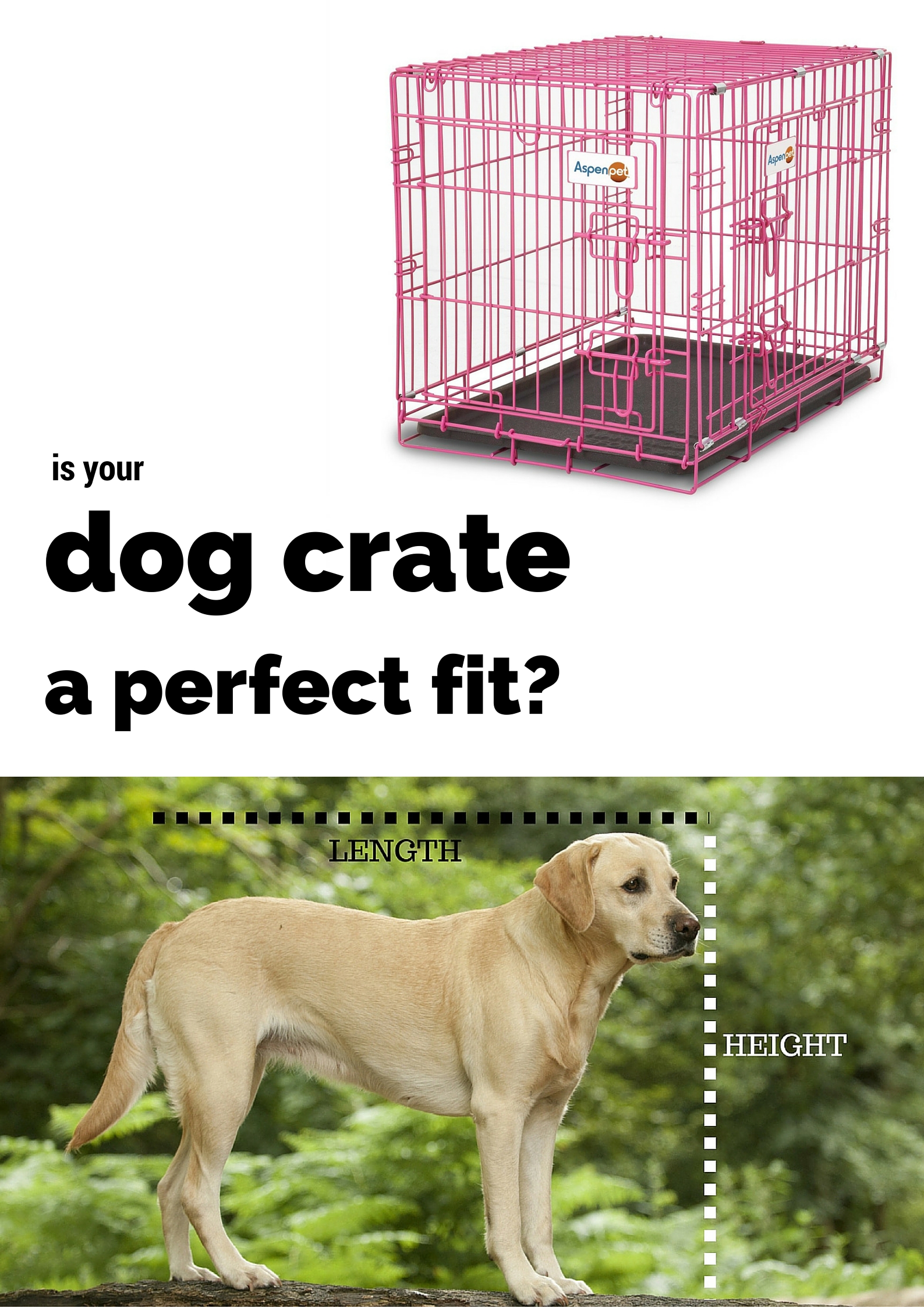 best crate for labrador