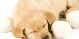 how many hours a day do dogs sleep?