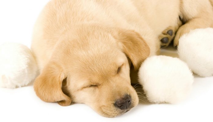 how many hours a day do dogs sleep?