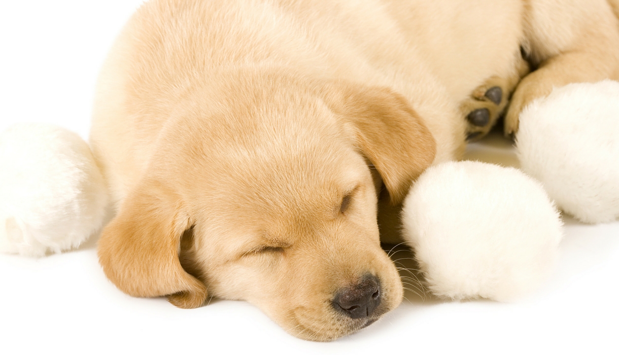 dog crate for labrador puppy