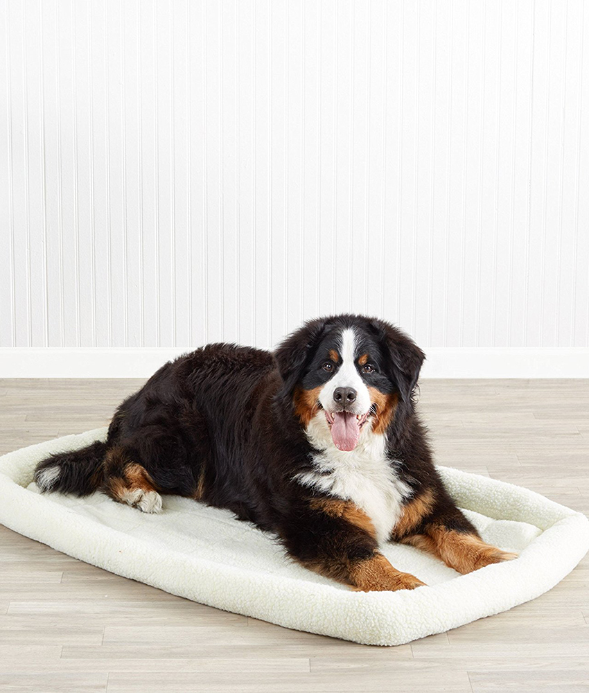 Best Dog Beds For Labs