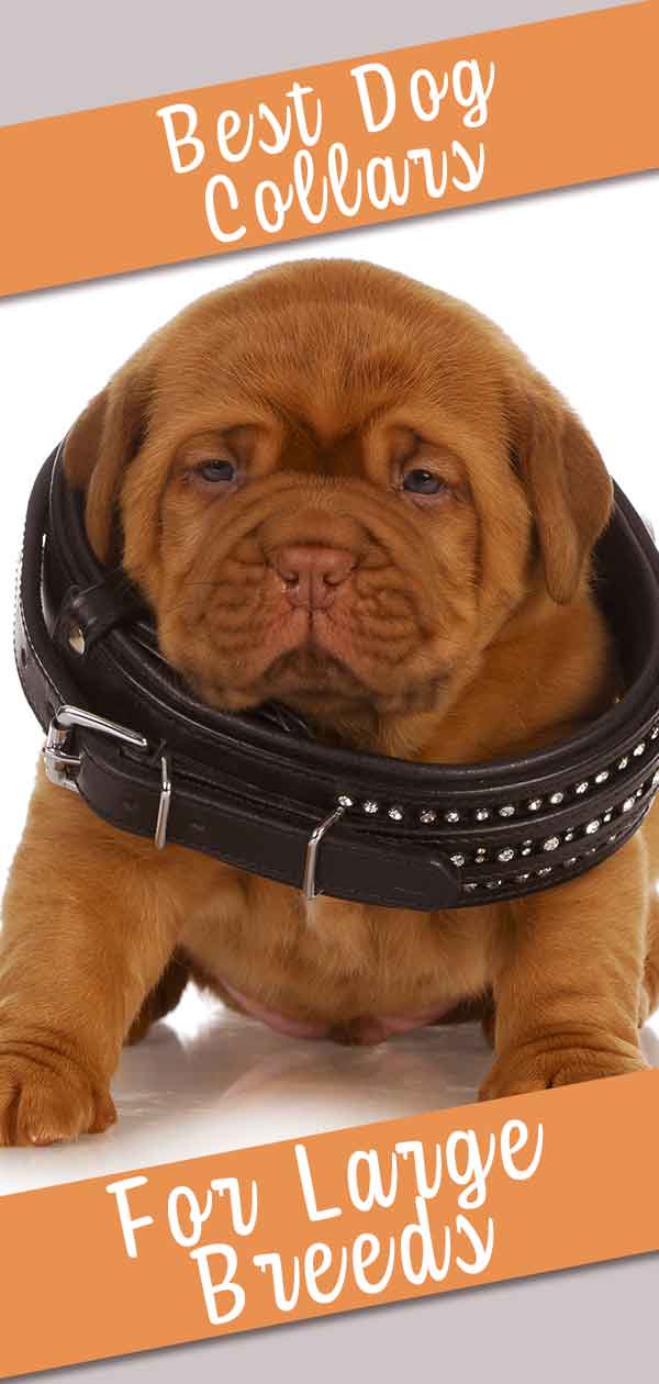 Large Dog Collars - The Best Dog Collars For Large Dogs Reviewed