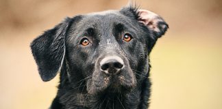 how to clean dogs ears