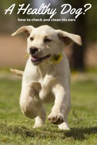 How to clean your dog's ears