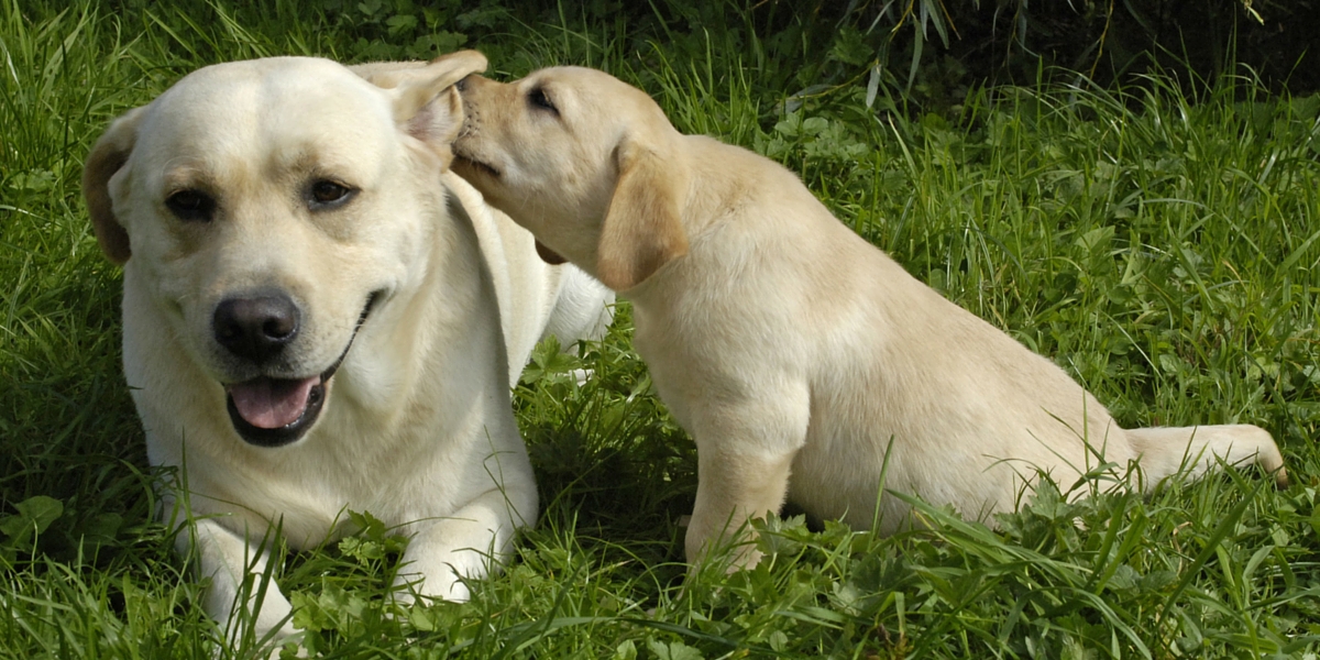 all about labradors