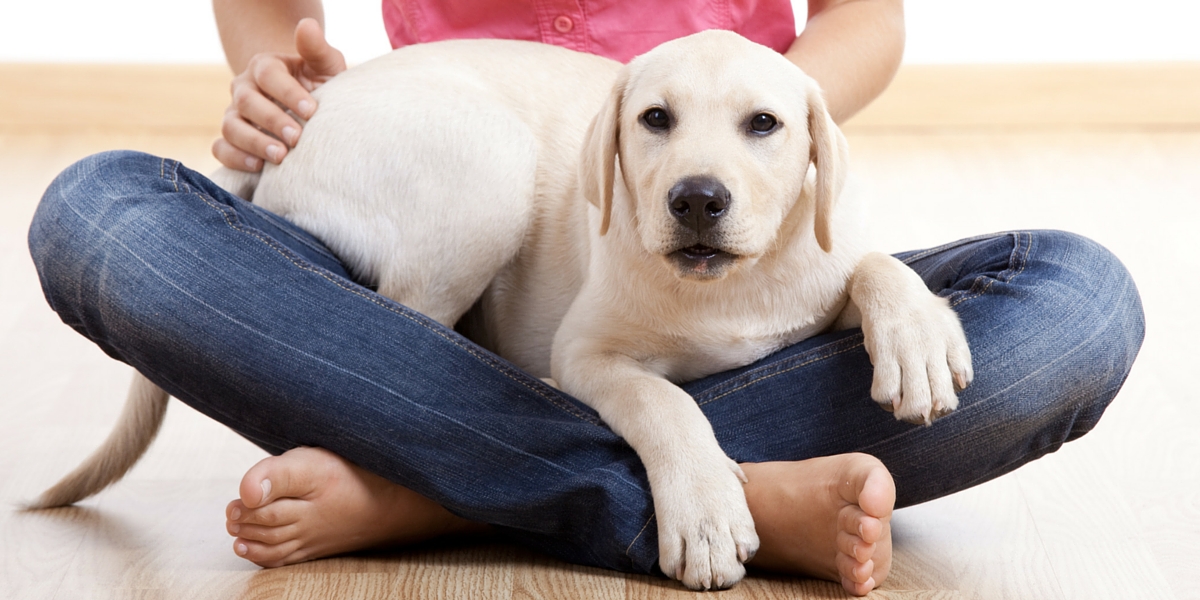 labrador crate size
