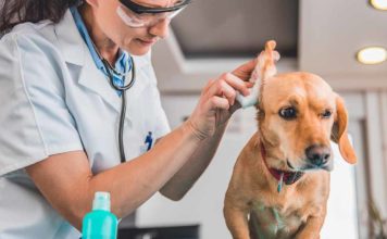 how to clean dogs ears