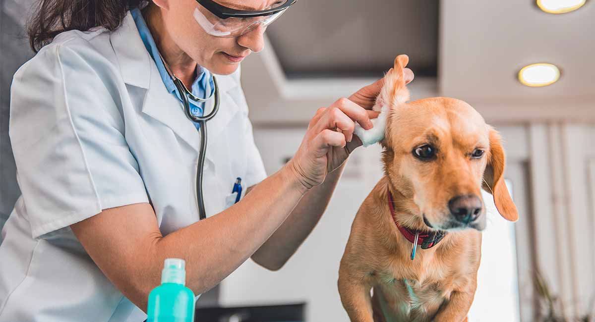 How to Clean Dogs' Ears - A Complete Guide to Cleaning Your Dog's Ears