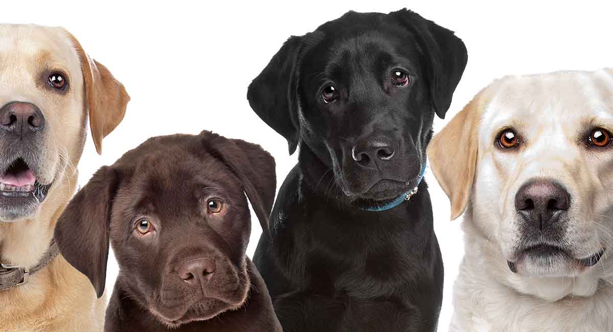 akc labrador breed standard