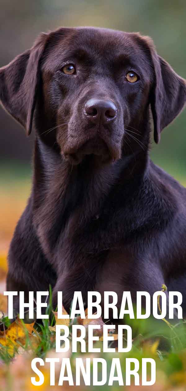 labrador breed standard 