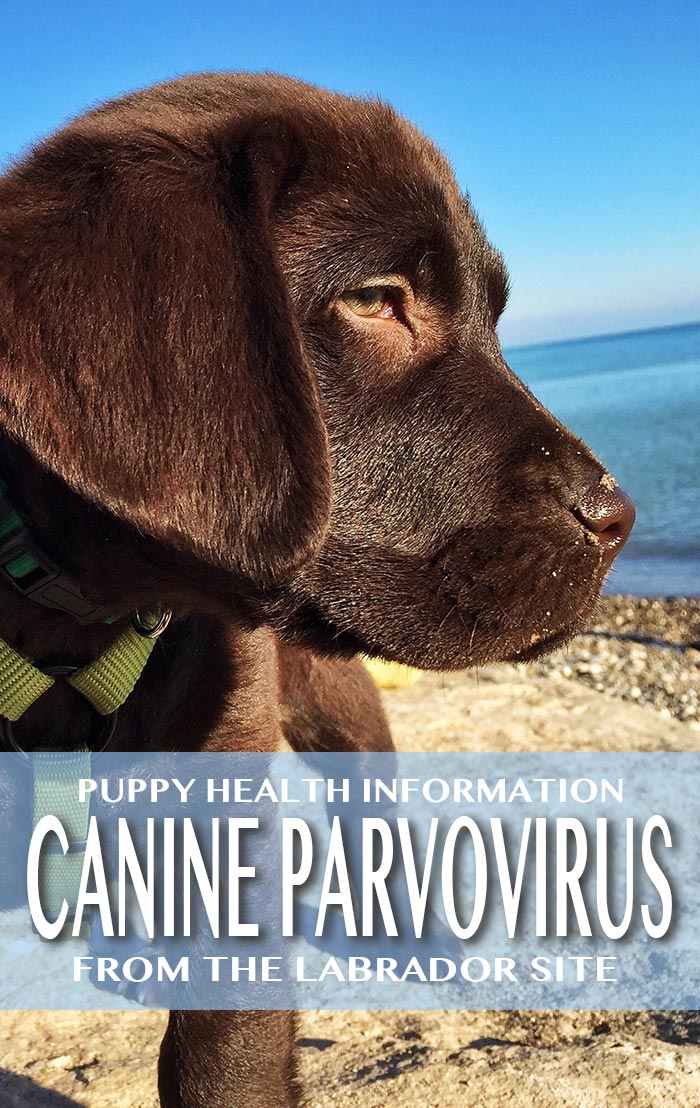 canine parvovirus, how to protect your puppy