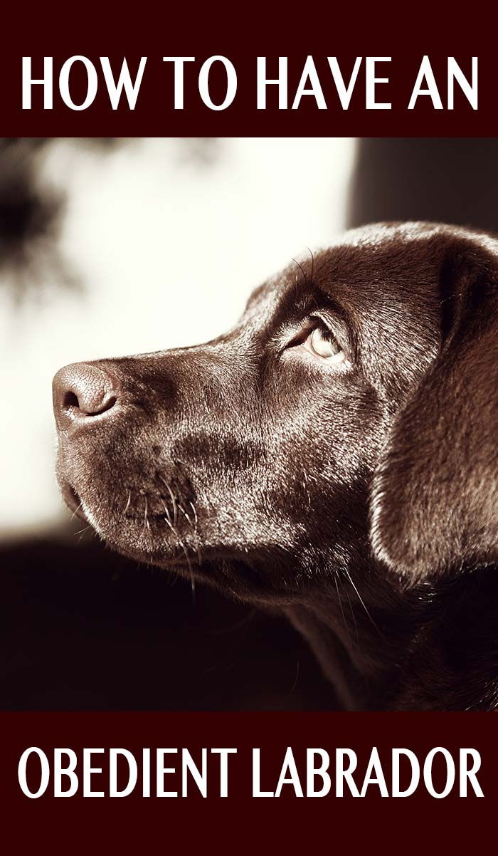 How to have the obedient Labrador Retriever of your dreams