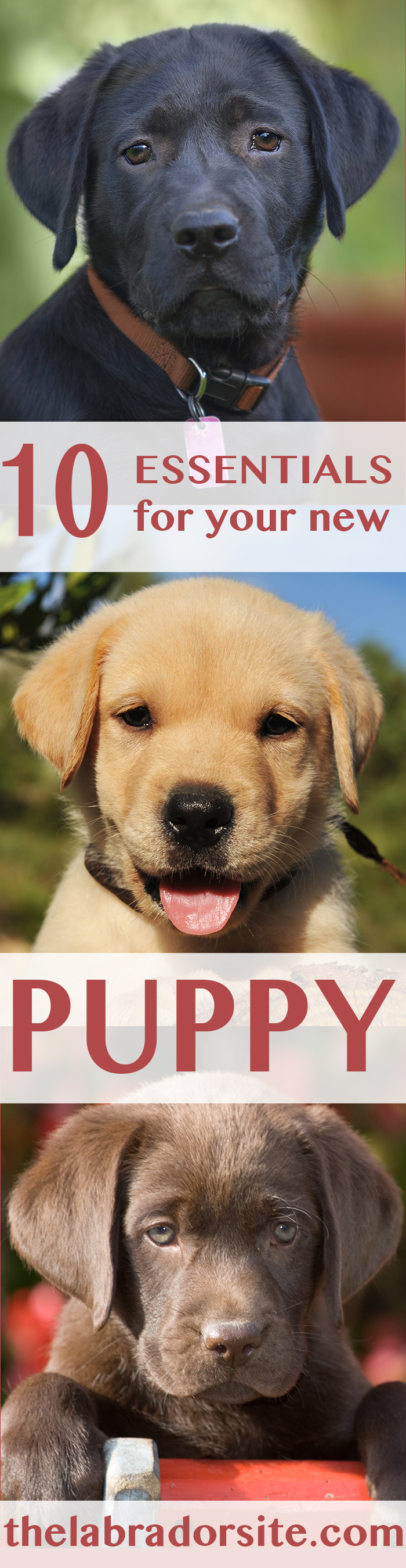 Introducing A Puppy To An Older Dog Uk Introducing A Puppy To An Older Dog Uk