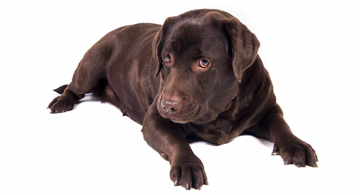 how long do symptoms of bloat last in dogs