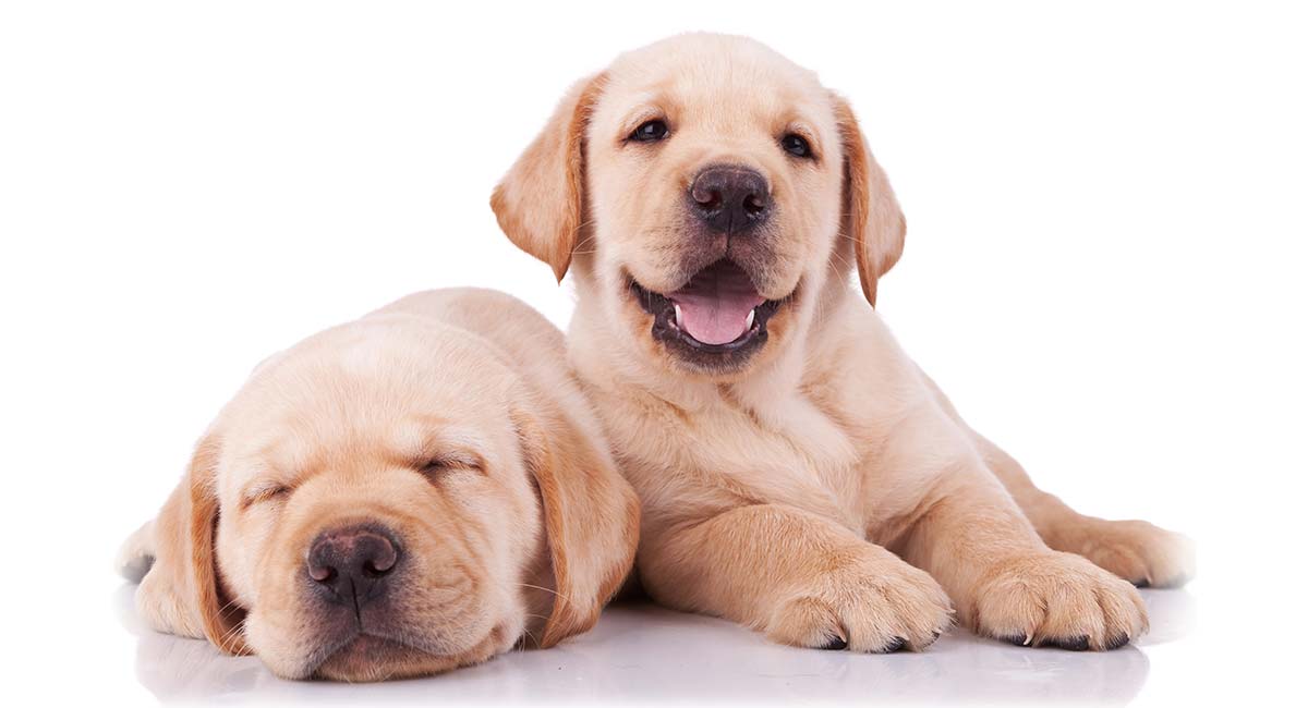 Labrador Puppy Vaccination Chart