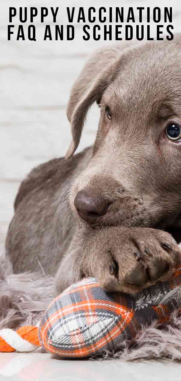 Labrador Puppy Vaccination Chart
